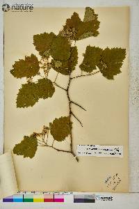 Crataegus submollis image