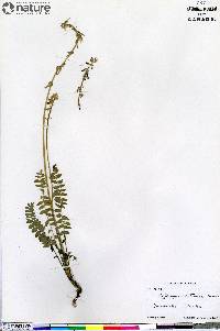 Oxytropis deflexa var. sericea image