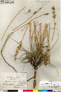 Oxytropis splendens image