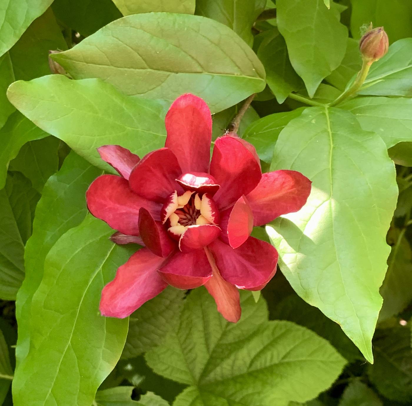 Calycanthus chinensis image