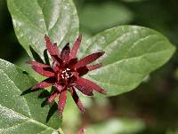 Image of Calycanthus floridus