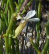 Lobelia capillifolia image