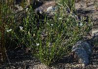 Lobelia capillifolia image