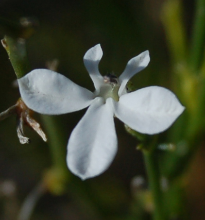 Lobelia capillifolia image