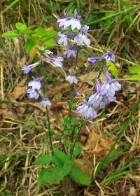 Lobelia puberula image