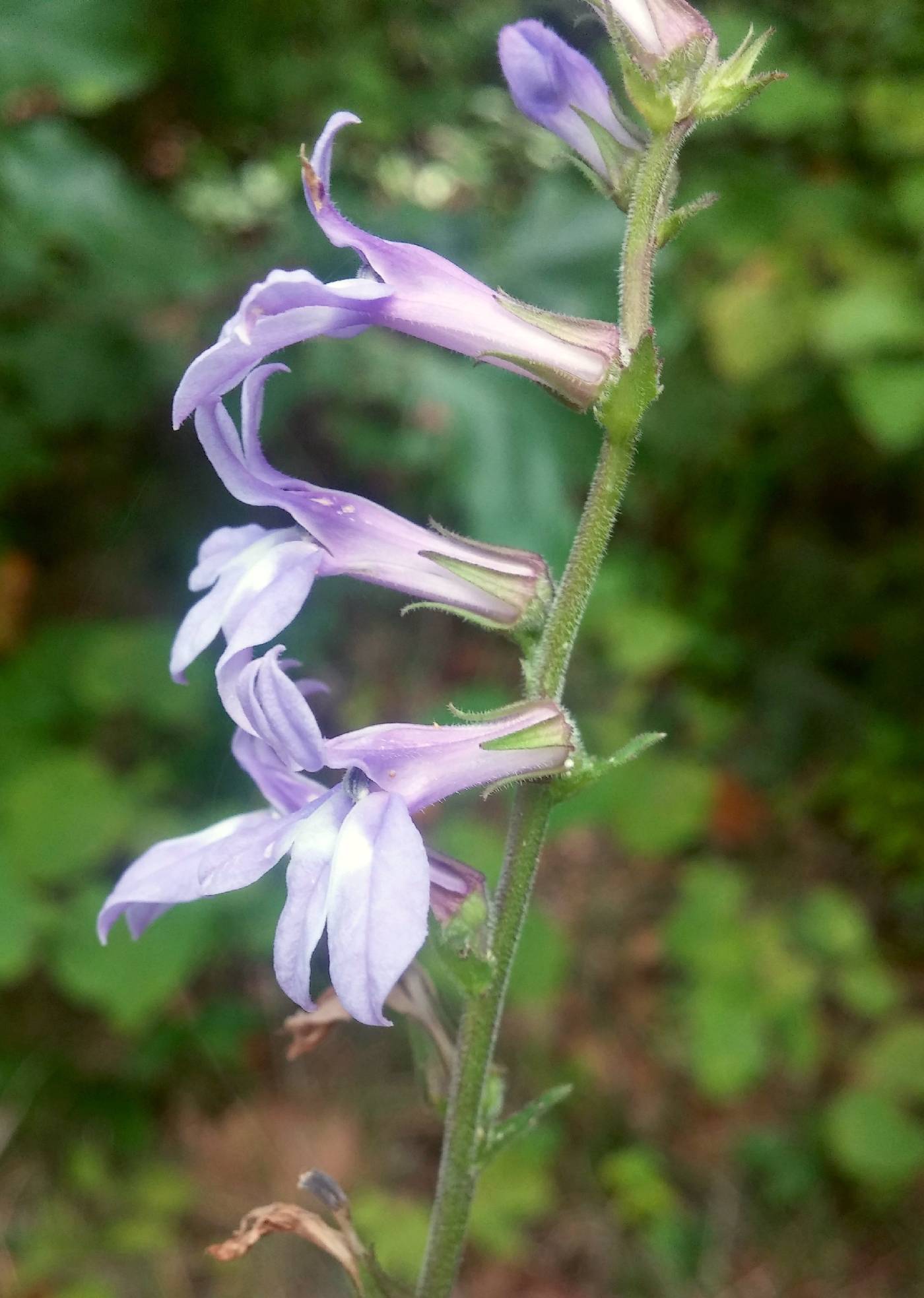 Lobelia puberula image