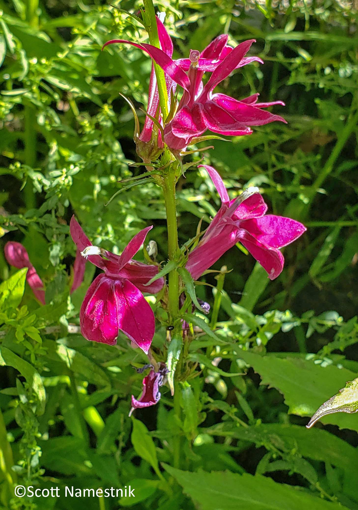 Lobelia × speciosa image