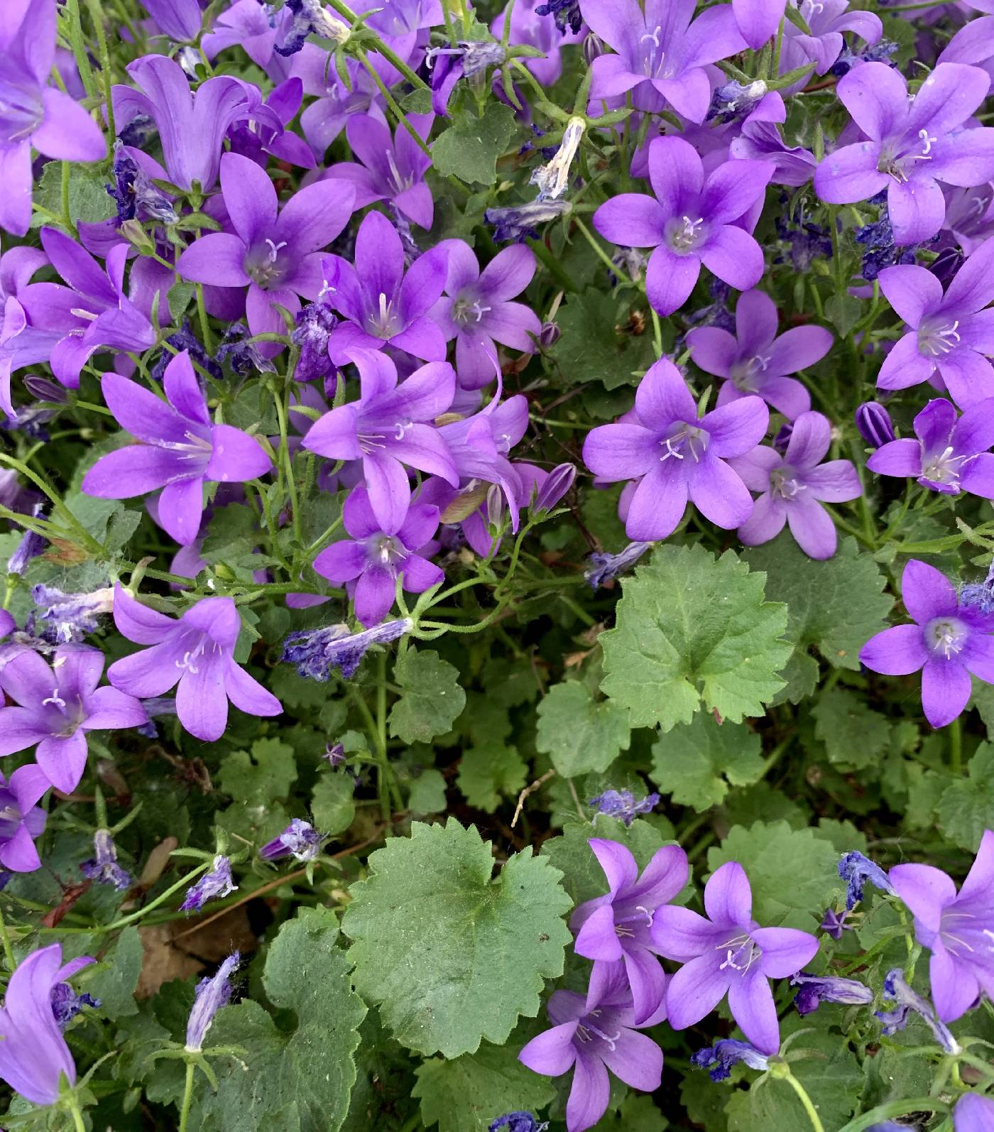 Campanula poscharskyana image