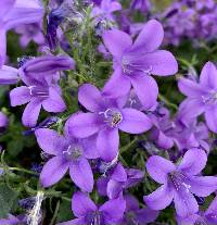 Campanula poscharskyana image