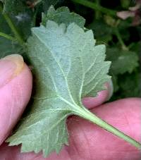 Campanula poscharskyana image