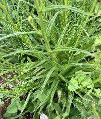 Campanula persicifolia image