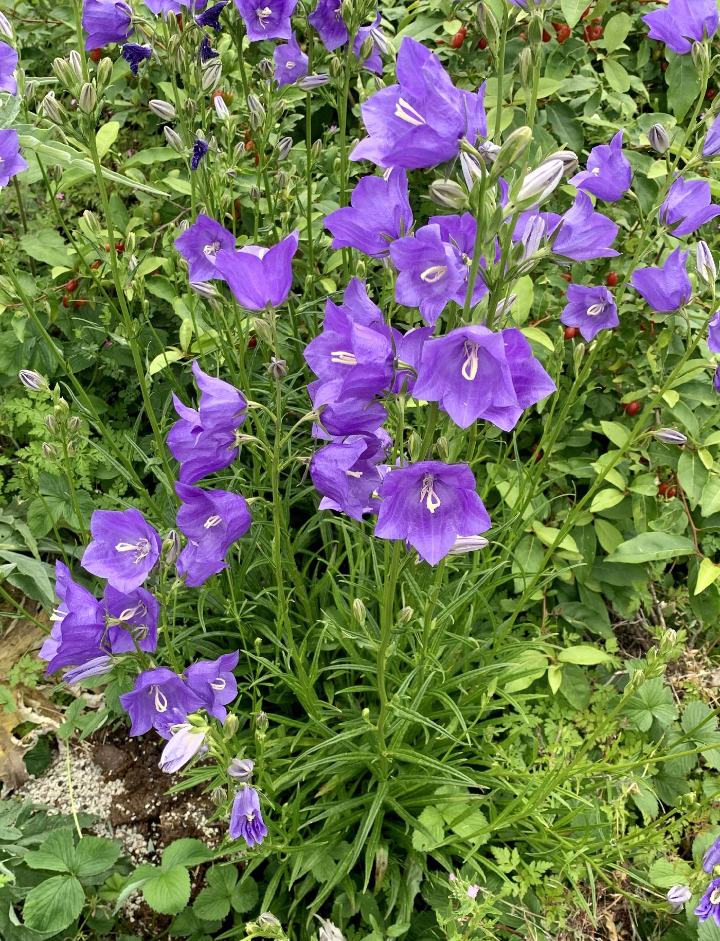 Campanula persicifolia image