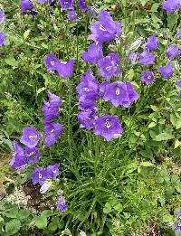 Image of Campanula persicifolia