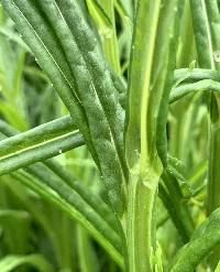 Campanula persicifolia image