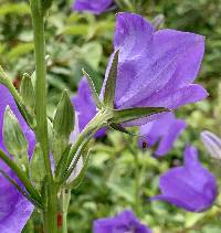 Campanula persicifolia image