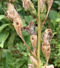 Campanula persicifolia image