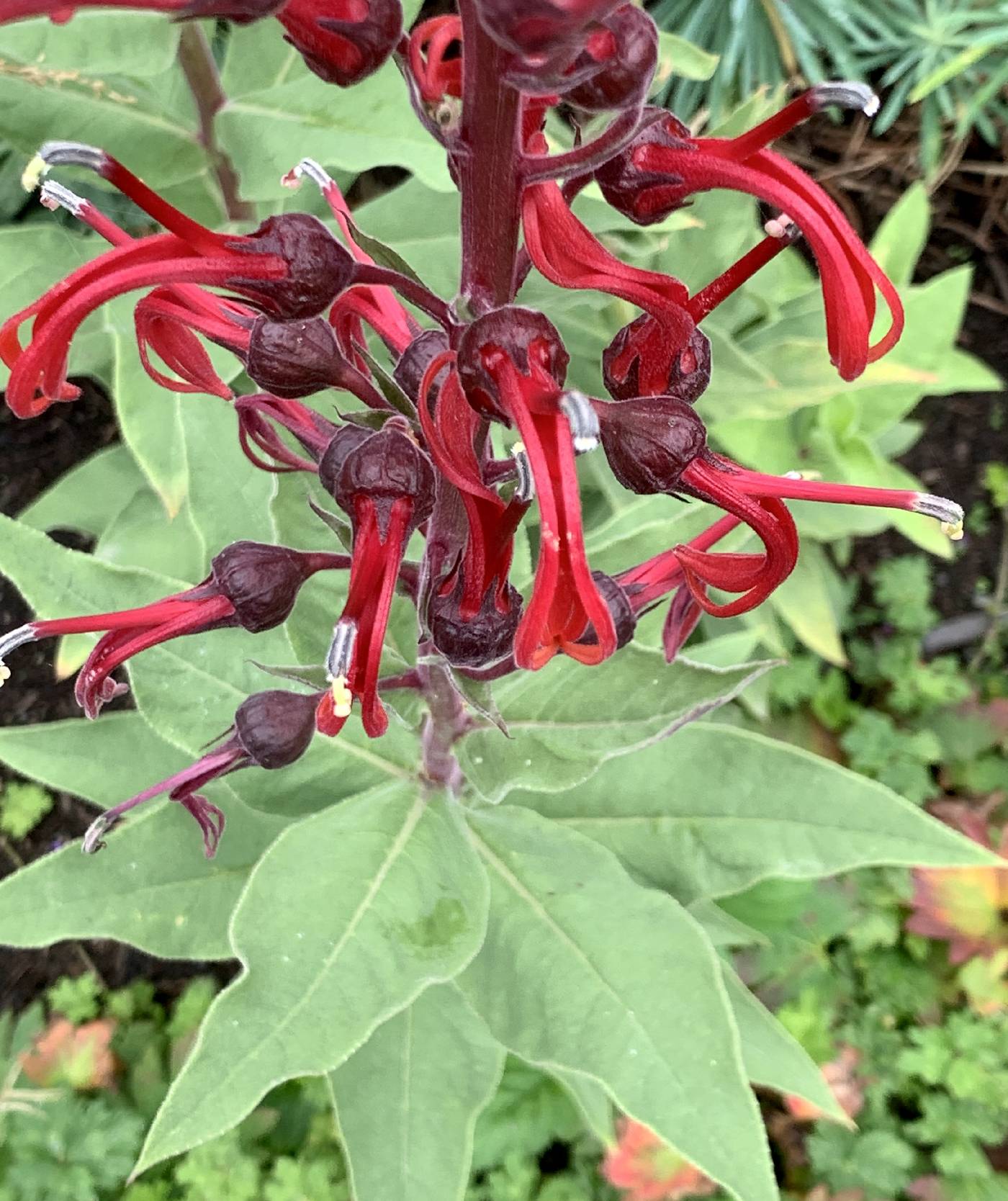 Lobelia tupa image