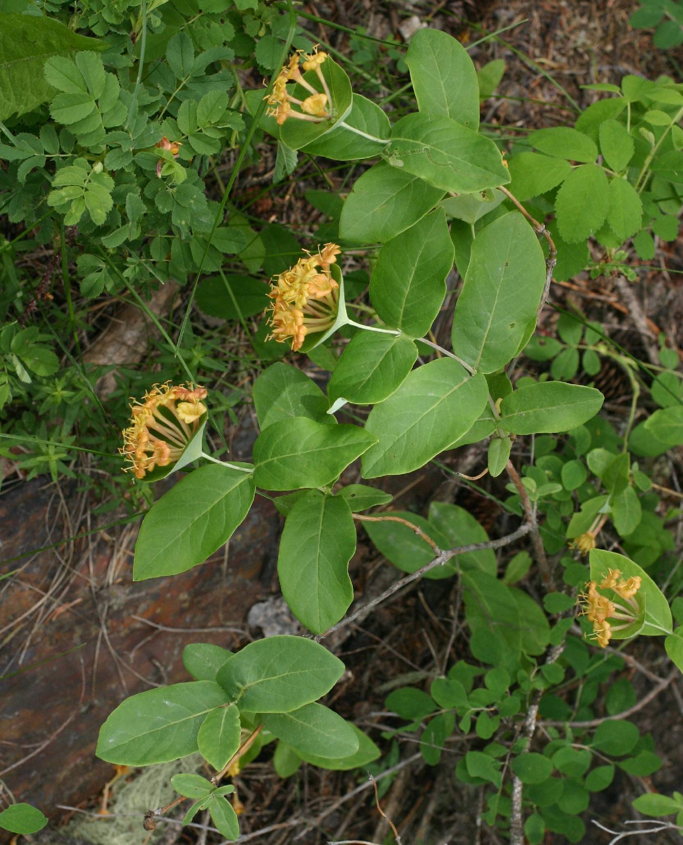 Lonicera dioica image