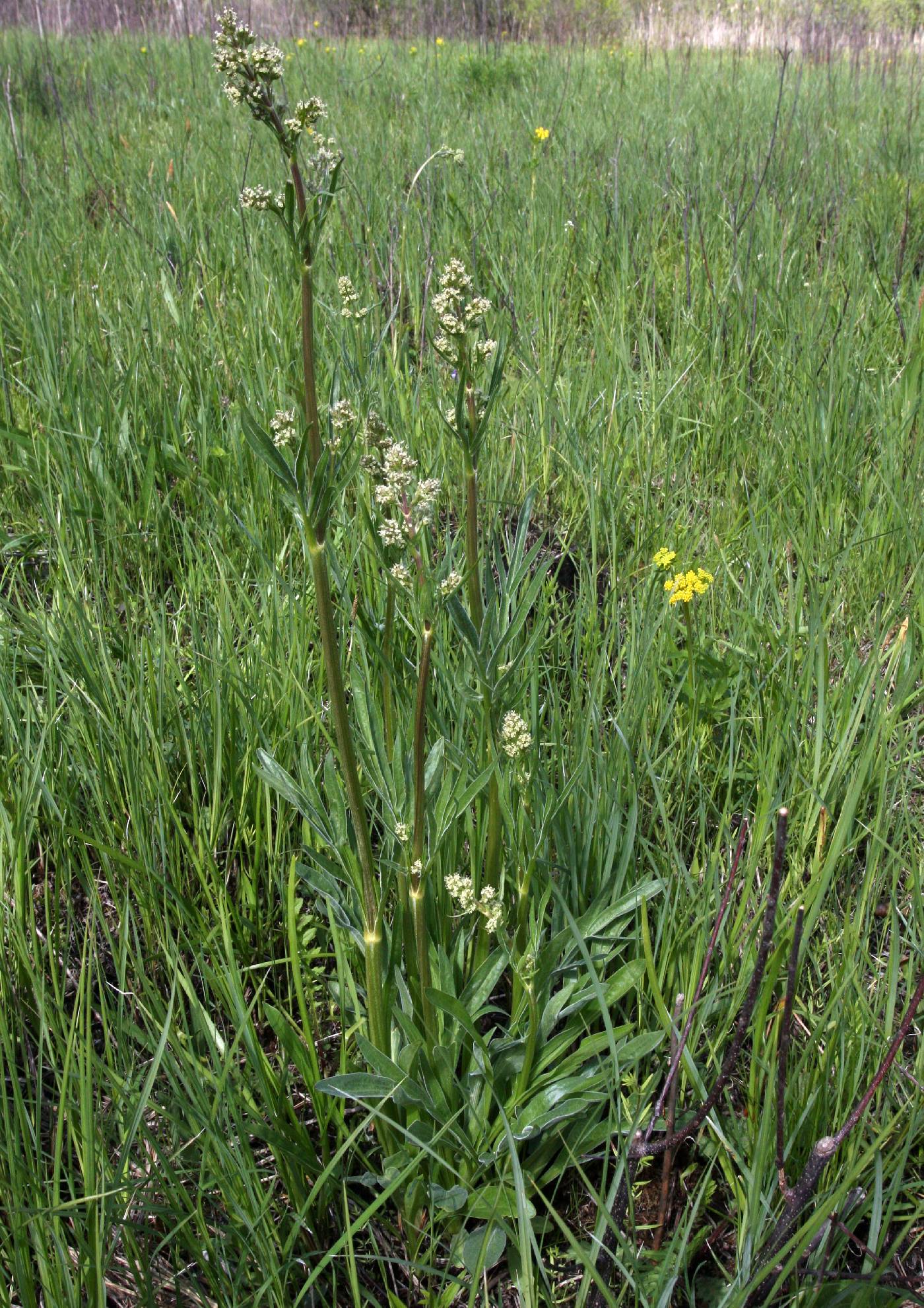 Valeriana edulis var. ciliata image