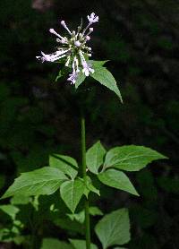 Image of Valeriana pauciflora