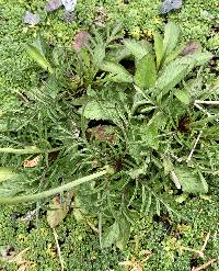 Scabiosa columbaria image