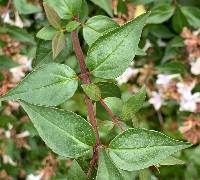 Abelia × grandiflora image