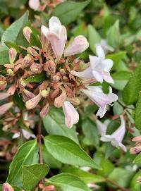 Abelia × grandiflora image