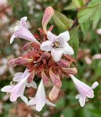 Abelia × grandiflora image