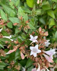 Abelia × grandiflora image