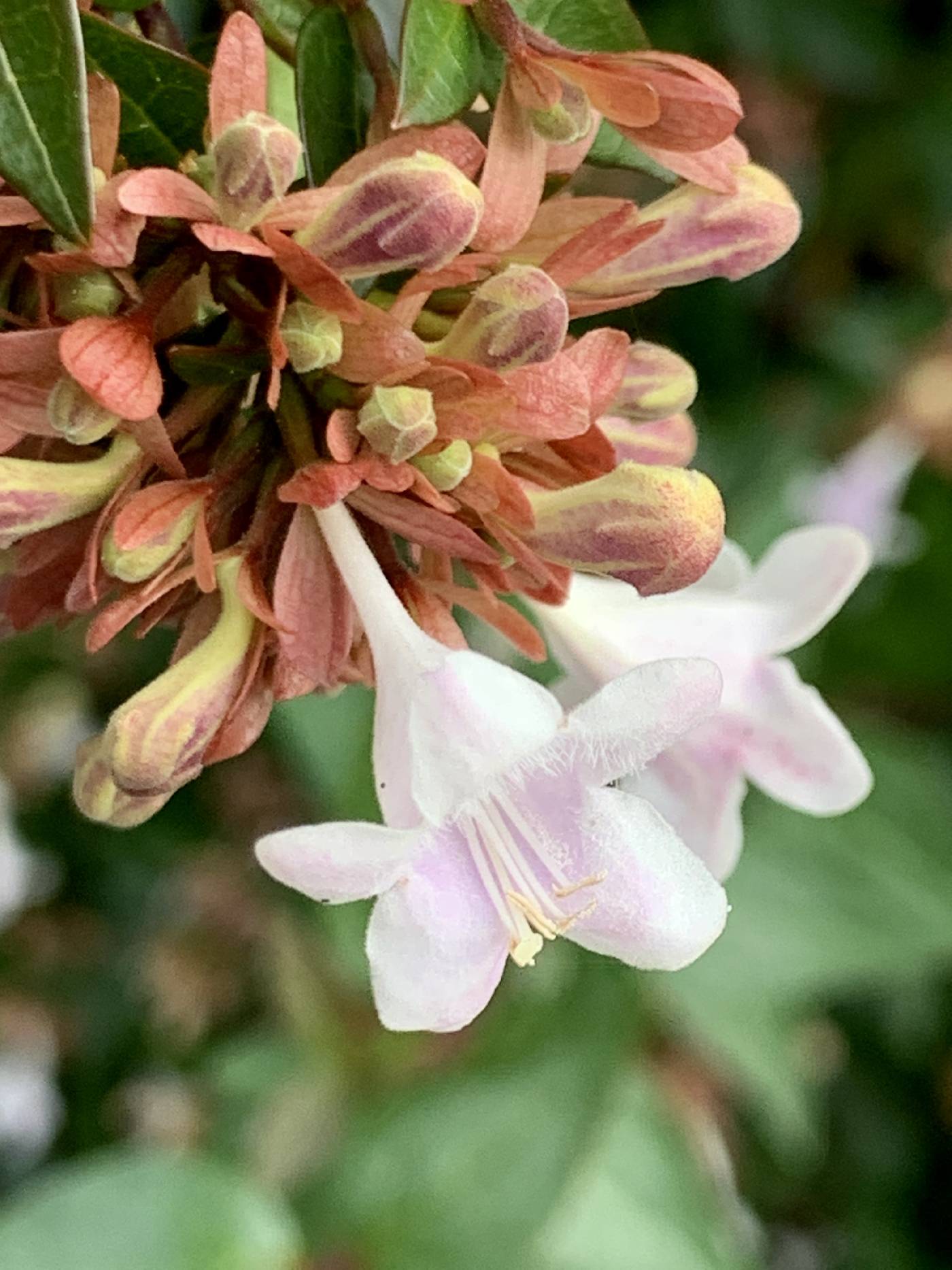 Abelia × grandiflora image