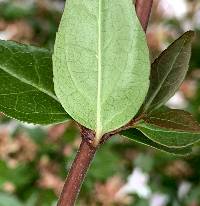 Abelia × grandiflora image