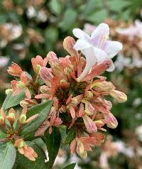 Abelia × grandiflora image