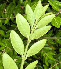Lonicera pileata image
