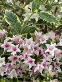 Weigela florida image