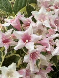 Weigela florida image
