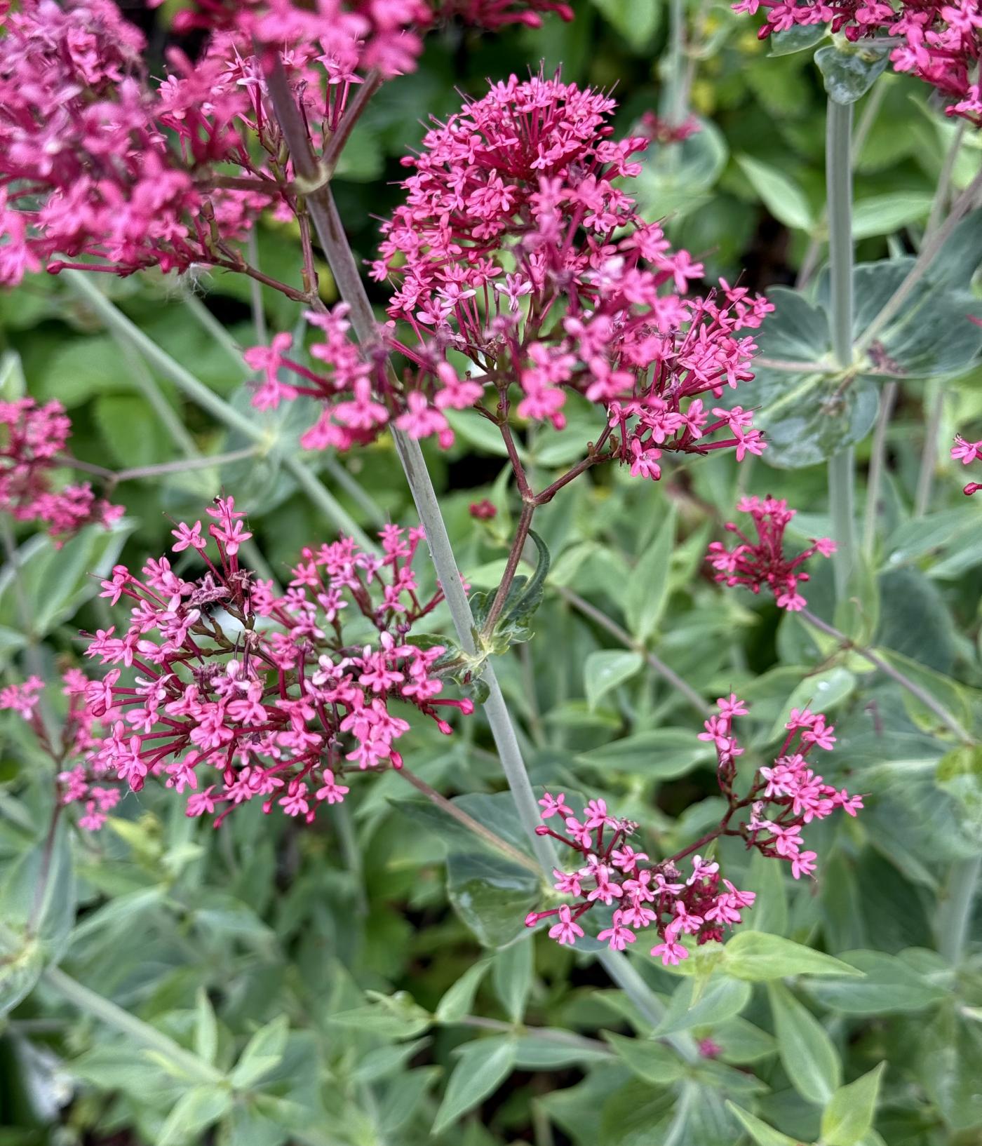 Centranthus ruber image