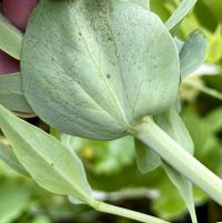 Centranthus ruber image