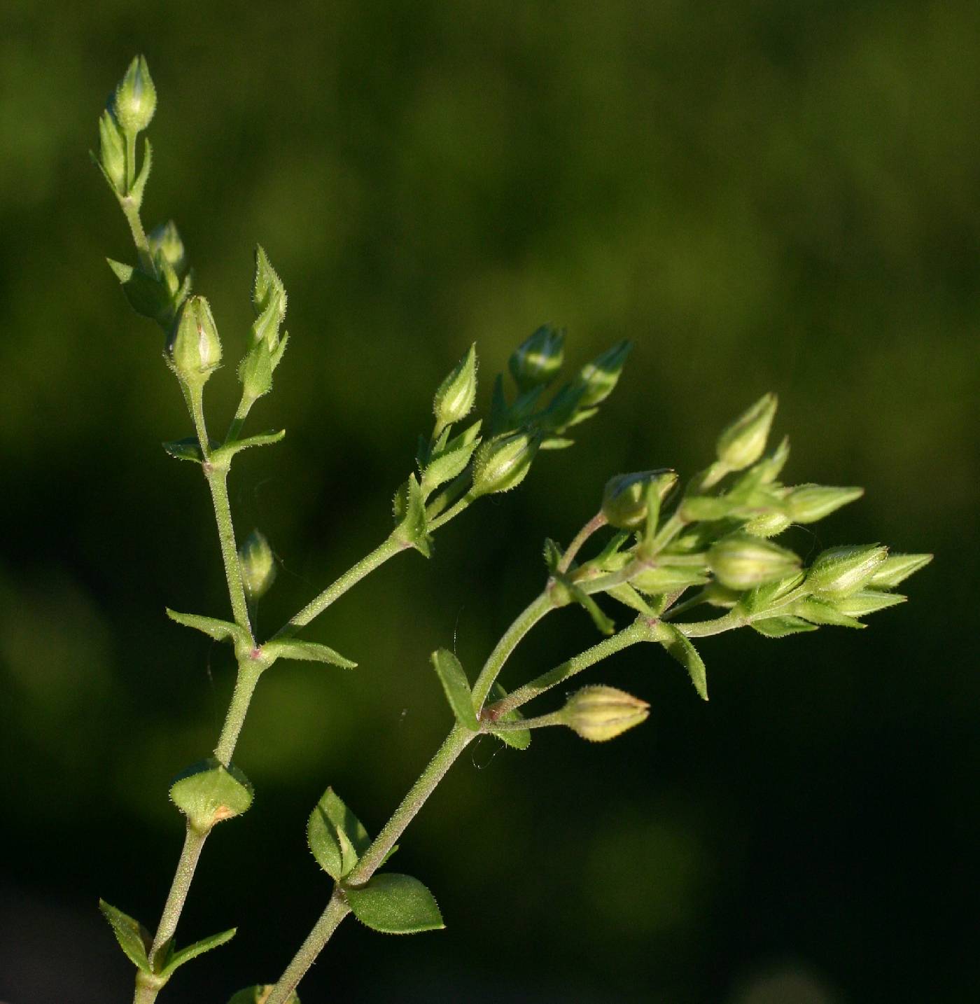 Arenaria serpyllifolia var. serpyllifolia image