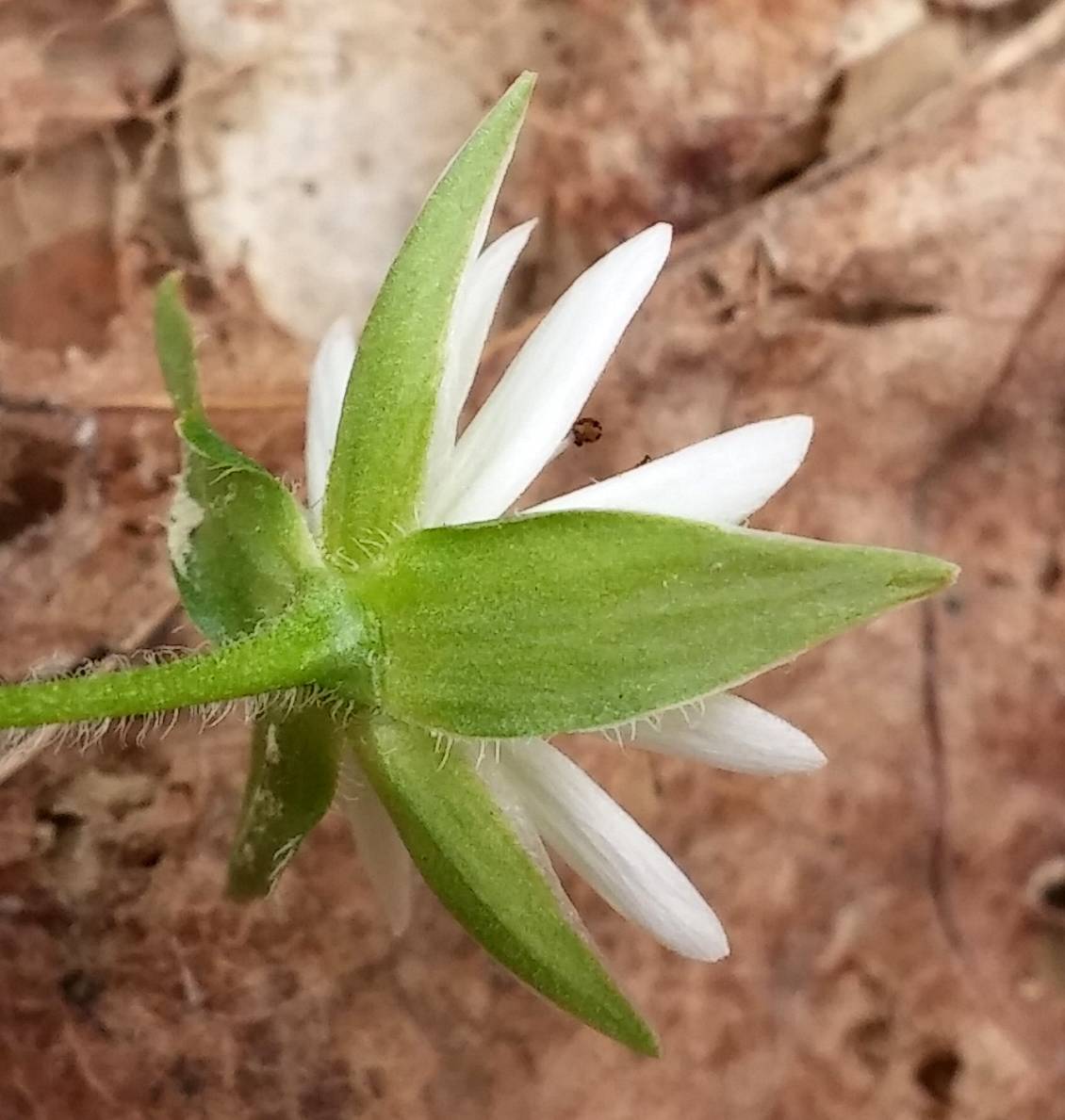 Stellaria corei image