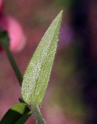 Cerastium nutans image