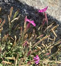 Silene schafta image