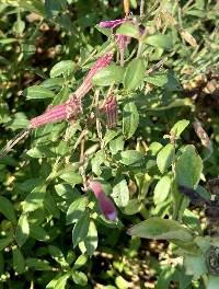 Silene schafta image