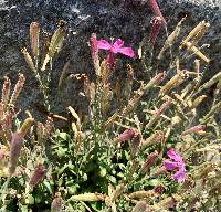 Silene schafta image