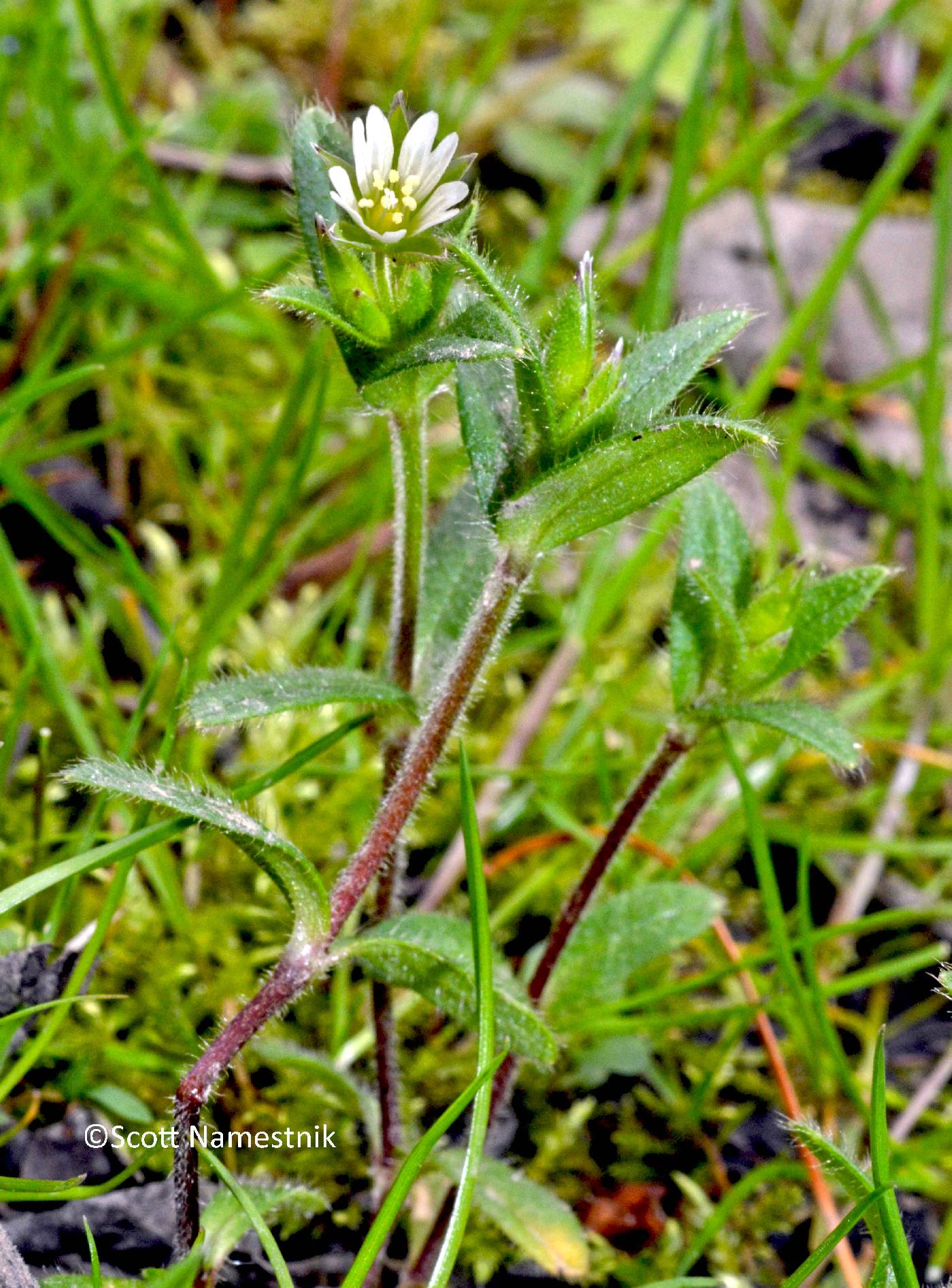 Cerastium fontanum image