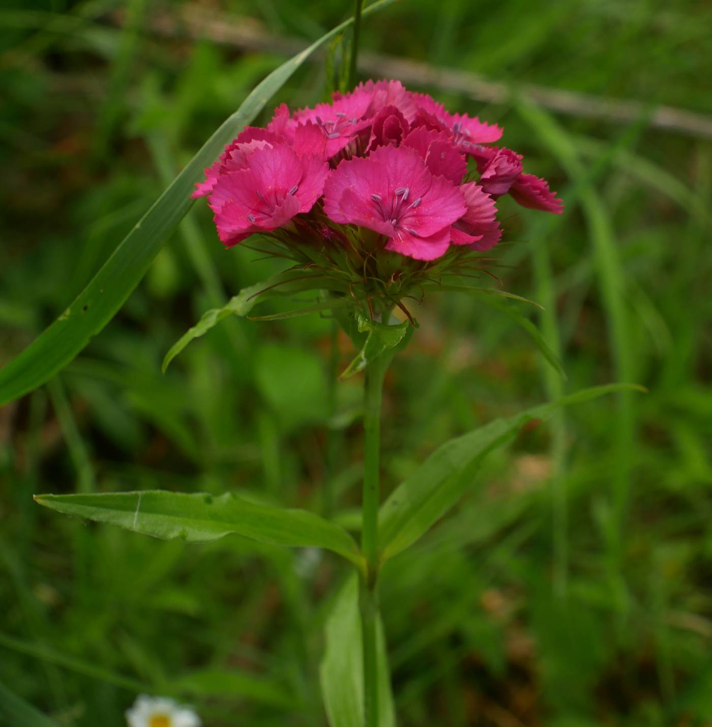 Dianthus barbatus image