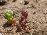 Geocarpon minimum image