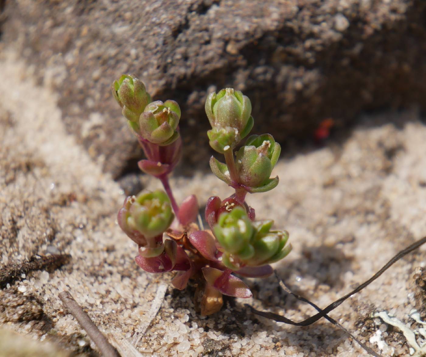 Geocarpon minimum image