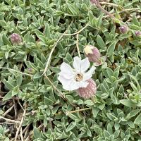Silene uniflora image