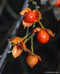 Celastrus scandens image