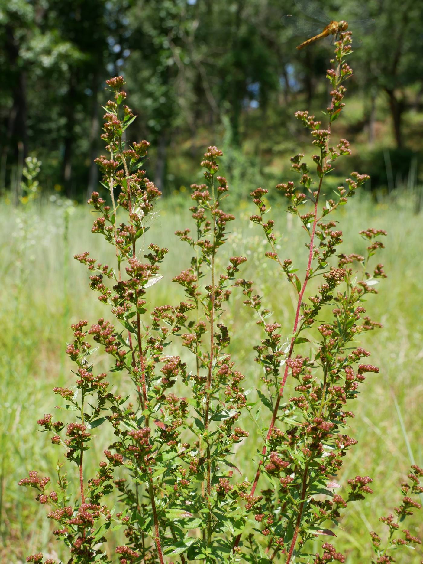 Lechea mucronata image